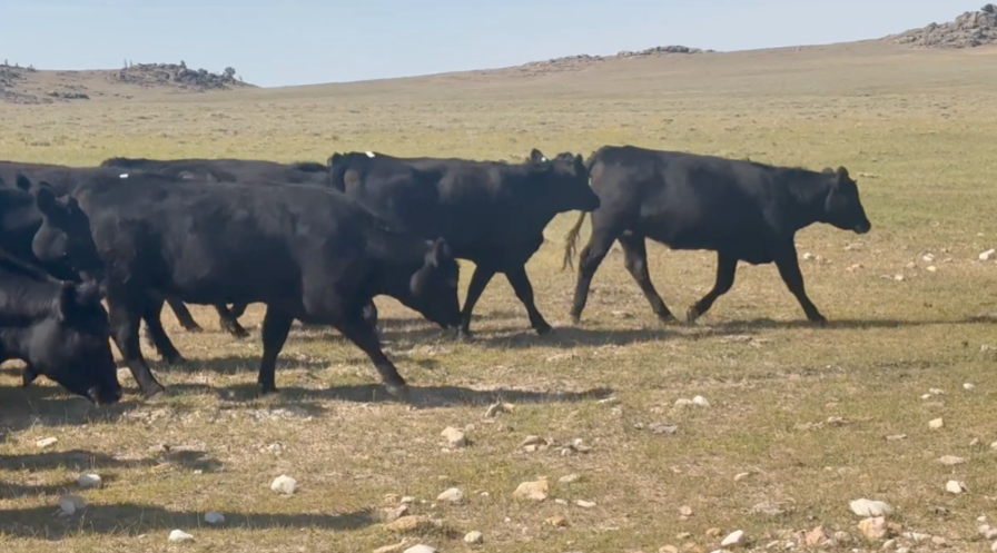 84 hd of Black angus and black baldy -BH828E5